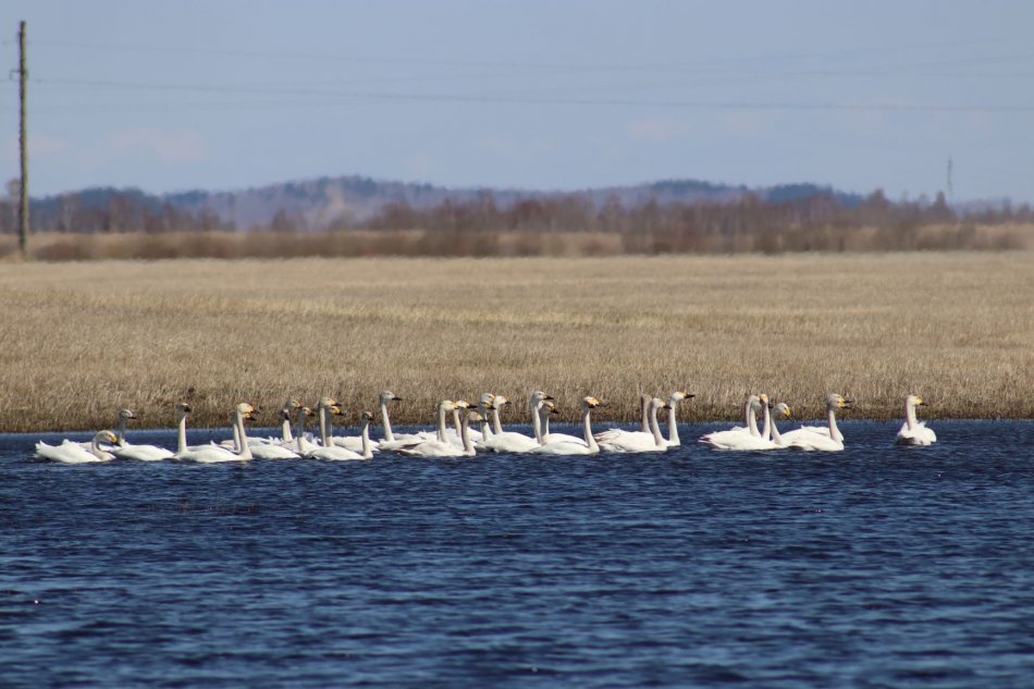 Кабанский район: лебеди близ села Закалтус