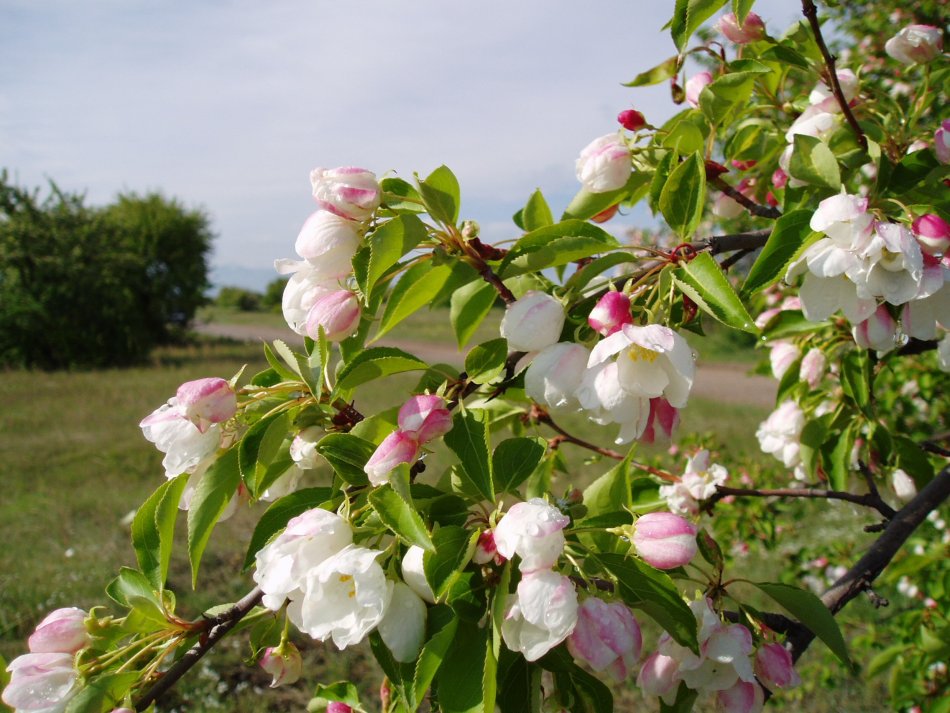 Кабанский район:  Яблони в цвету - весны творенье