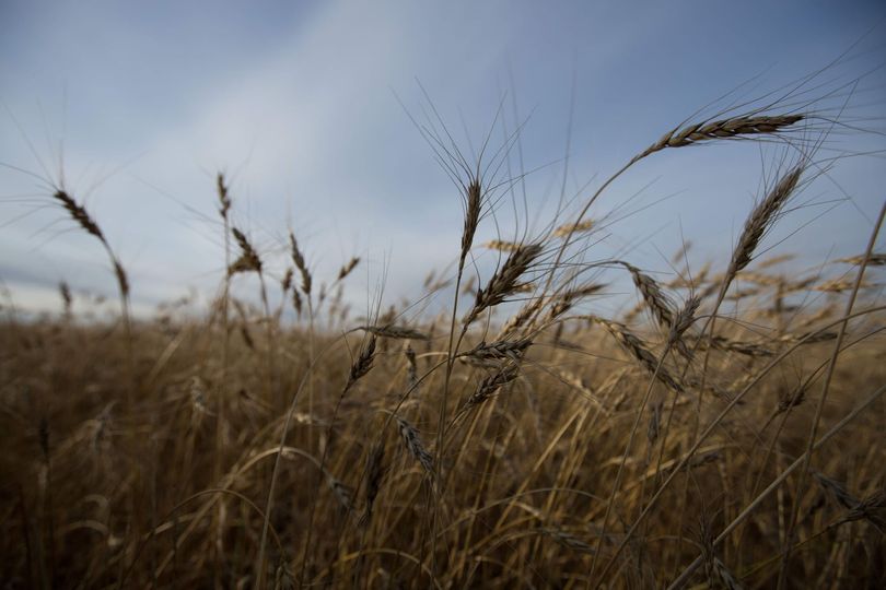 Бурятские ученые запатентовали способ повышения урожайности зерна